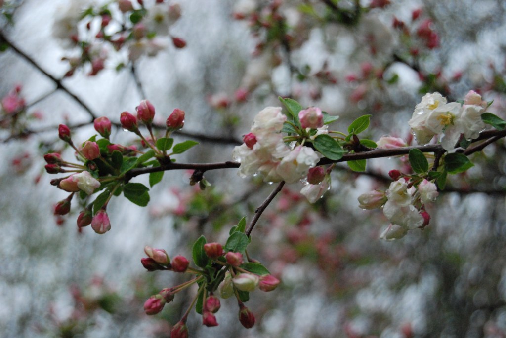 In Bloom